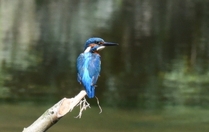 promenade dans bois de coupesarte