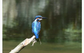 promenade dans bois de coupesarte