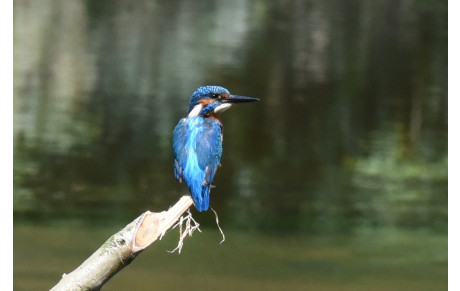 promenade dans bois de coupesarte