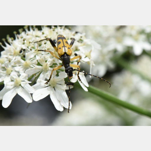 Françoise Morilland